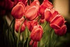 Dimex Red Tulips Wall Mural 375x250cm 5 Panels | Yourdecoration.co.uk