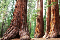Dimex Sequoia Wall Mural 375x250cm 5 Panels | Yourdecoration.co.uk