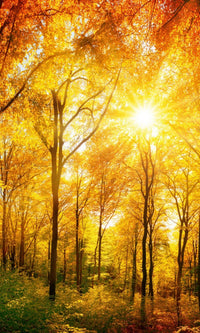 Dimex Sunny Forest Wall Mural 150x250cm 2 Panels | Yourdecoration.co.uk