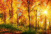 Dimex Sunny Forest Wall Mural 375x250cm 5 Panels | Yourdecoration.co.uk