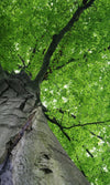 Dimex Treetop Wall Mural 150x250cm 2 Panels | Yourdecoration.co.uk