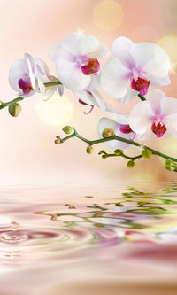 Dimex White Orchid Wall Mural 150x250cm 2 Panels | Yourdecoration.co.uk
