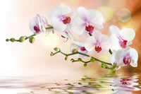 Dimex White Orchid Wall Mural 375x250cm 5 Panels | Yourdecoration.co.uk
