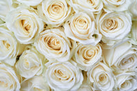 Dimex White Roses Wall Mural 375x250cm 5 Panels | Yourdecoration.co.uk