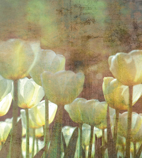 Dimex White Tulips Abstract Wall Mural 225x250cm 3 Panels | Yourdecoration.co.uk