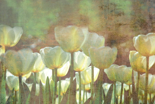 Dimex White Tulips Abstract Wall Mural 375x250cm 5 Panels | Yourdecoration.co.uk