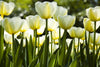 Dimex White Tulips Wall Mural 375x250cm 5 Panels | Yourdecoration.co.uk