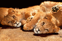 Dimex Young Lions Wall Mural 375x250cm 5 Panels | Yourdecoration.co.uk