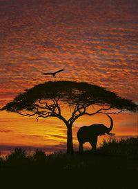 Komar African Sunset Wall Mural National Geographic 194x270cm | Yourdecoration.co.uk