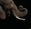 Komar Afrikaanse Olifant Non Woven Wall Mural 300X280Cm 6 Parts | Yourdecoration.co.uk