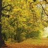 Komar Autumn Forest Wall Mural 388x270cm | Yourdecoration.co.uk