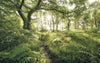 Komar Mystic Path Non Woven Wall Mural 400x250cm 4 Panels | Yourdecoration.co.uk