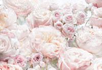 Komar Non Woven Wall Mural 8 976 Spring Roses | Yourdecoration.co.uk