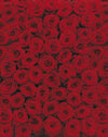 Komar Roses Wall Mural 194x270cm | Yourdecoration.co.uk