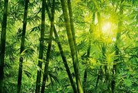 Wizard+Genius Bamboo Forest Non Woven Wall Mural 384x260cm 8 Panels | Yourdecoration.co.uk