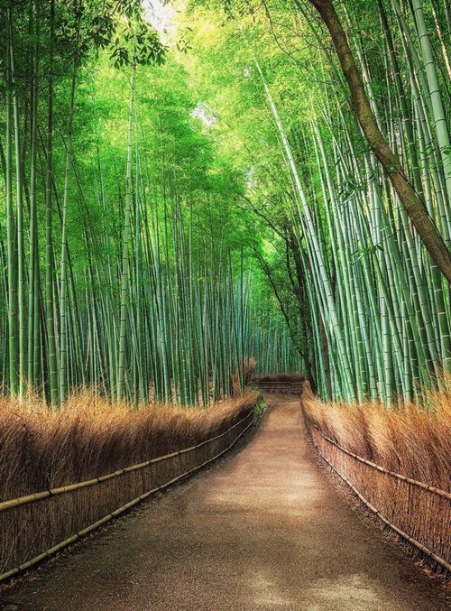 Wizard+Genius Bamboo Grove Kyoto Non Woven Wall Mural 192x260cm 4 Panels | Yourdecoration.co.uk