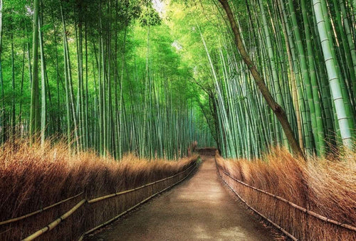 Wizard+Genius Bamboo Grove Kyoto Non Woven Wall Mural 384x260cm 8 Panels | Yourdecoration.co.uk