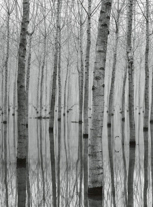 Wizard+Genius Birch Forest In The Water Non Woven Wall Mural 192x260cm 4 Panels | Yourdecoration.co.uk