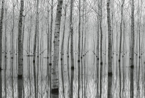Wizard+Genius Birch Forest in the Water Non Woven Wall Mural 384x260cm 8 Panels | Yourdecoration.co.uk