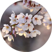 Wizard+Genius Cherry Blossoms Non Woven Wall Mural 140x140cm Round | Yourdecoration.co.uk