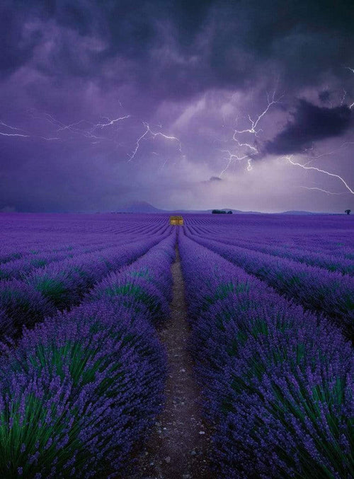 Wizard+Genius Field Of Lavender Non Woven Wall Mural 192x260cm 4 Panels | Yourdecoration.co.uk