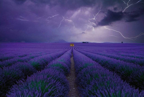 Wizard+Genius Field of Lavender Non Woven Wall Mural 384x260cm 8 Panels | Yourdecoration.co.uk