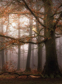 Wizard+Genius Foggy Autumn Forest Non Woven Wall Mural 192x260cm 4 Panels | Yourdecoration.co.uk