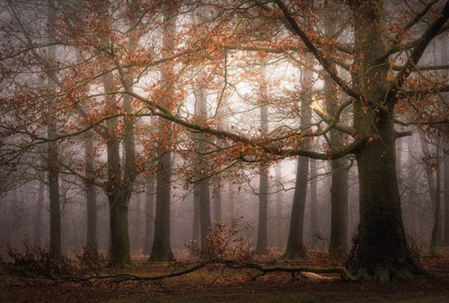 Wizard+Genius Foggy Autumn Forest Non Woven Wall Mural 384x260cm 8 Panels | Yourdecoration.co.uk