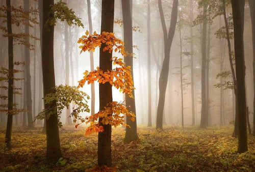 Wizard+Genius Foggy Autumn Forrest Non Woven Wall Mural 384x260cm 8 Panels | Yourdecoration.co.uk