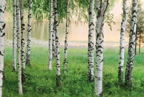 Wizard+Genius Nordic Forest Non Woven Wall Mural 384x260cm 8 Panels | Yourdecoration.co.uk