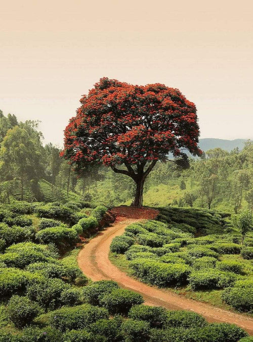Wizard+Genius Red Tree And Hills In Sri Lanka Non Woven Wall Mural 192x260cm 4 Panels | Yourdecoration.co.uk