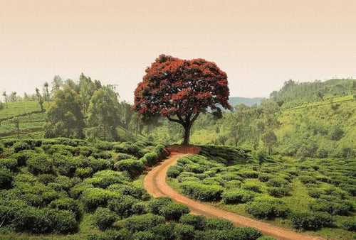 Wizard+Genius Red Tree and Hills in Sri Lanka Non Woven Wall Mural 384x260cm 8 Panels | Yourdecoration.co.uk