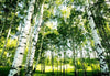 Wizard+Genius Sunshine Forest Wall Mural 366x254cm 8 Panels | Yourdecoration.co.uk