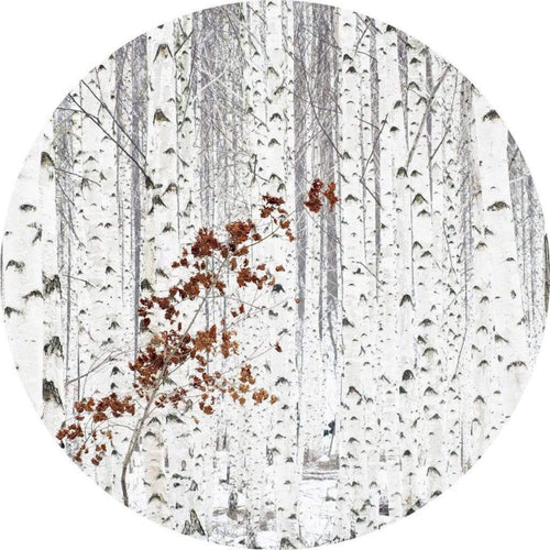 Wizard+Genius White Birch Forest Non Woven Wall Mural 140x140cm Round | Yourdecoration.co.uk