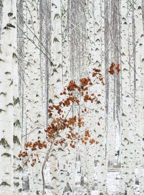 Wizard+Genius White Birch Forest Non Woven Wall Mural 192x260cm 4 Panels | Yourdecoration.co.uk