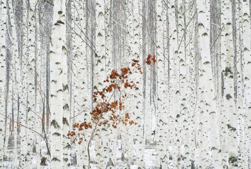 Wizard+Genius White Birch Forest Non Woven Wall Mural 384x260cm 8 Panels | Yourdecoration.co.uk