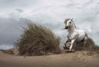Wizard+Genius White Wild Horse Non Woven Wall Mural 384x260cm 8 Panels | Yourdecoration.co.uk